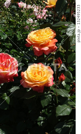 黄ピンクバイカラーの大輪バラ　縦 132495233