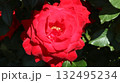 輝き咲き開いた赤い大輪バラ　アップ 132495234