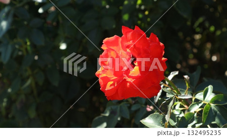秋の日差しに透ける赤いバラ 左横向き 秋の日差しに透ける赤いバラ 左横向き 132495235
