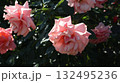 日差しとうつむくピンク色の中輪バラたち 132495236