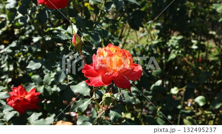 秋の日差しに輝く黄赤グラデーション　葉とつぼみ 132495237