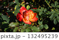 秋の日差しと咲き開いたカップ咲きのバラ 132495239