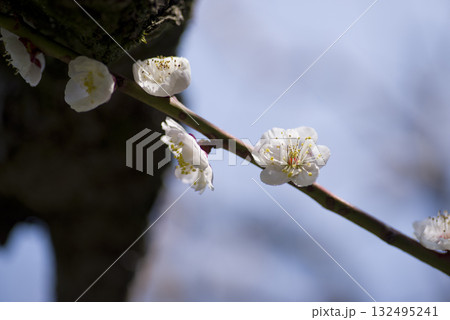 梅園に白色の梅の花が咲いています。 梅園に白色の梅の花が咲いています。 132495241