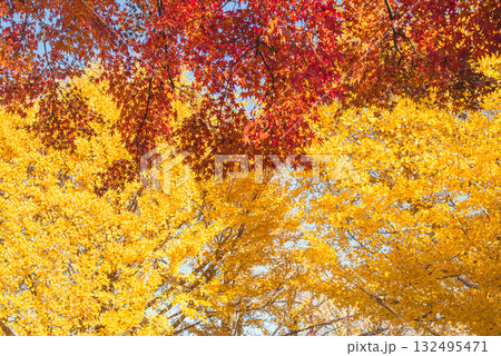 彩り豊かな紅葉と黄葉が織りなす秋の風景 彩り豊かな紅葉と黄葉が織りなす秋の風景 132495471