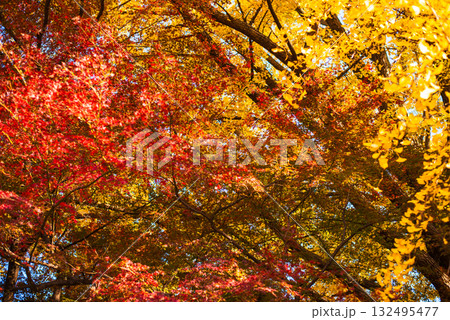 彩り豊かな紅葉と黄葉が織りなす秋の風景 132495477