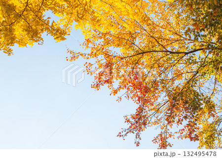 彩り豊かな紅葉と黄葉が織りなす秋の風景 132495478