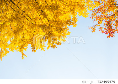 彩り豊かな紅葉と黄葉が織りなす秋の風景 132495479