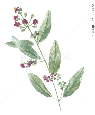 水彩で描いた白檀　ビャクダン　サンダルウッド 132495578