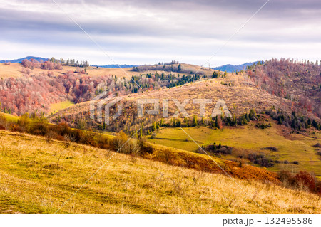 countryside mountain landscape in autumn. carpathian alps of ukraine. beautiful place of transcarpathia. scenery with forest on rolling hills. beauty in nature and rural europe sustainability concept countryside mountain landscape in autumn. carpathian alps of ukraine. beautiful place of transcarpathia. scenery with forest on rolling hills. beauty in nature and rural europe sustainability concept 132495586