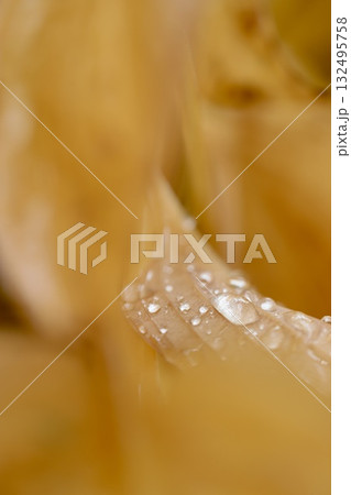 黄色に紅葉したギボウシの葉の上の雨粒 黄色に紅葉したギボウシの葉の上の雨粒 132495758