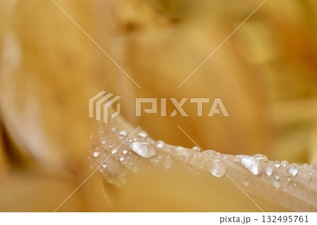 黄色に紅葉したギボウシの葉の上の雨粒 黄色に紅葉したギボウシの葉の上の雨粒 132495761