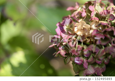 雨上がりで濡れている秋の紫陽花 132495893