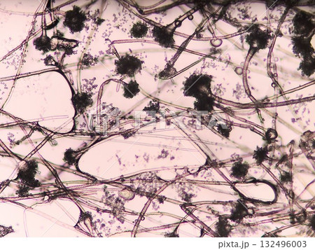 コウジカビの顕微鏡写真 コウジカビの顕微鏡写真 132496003