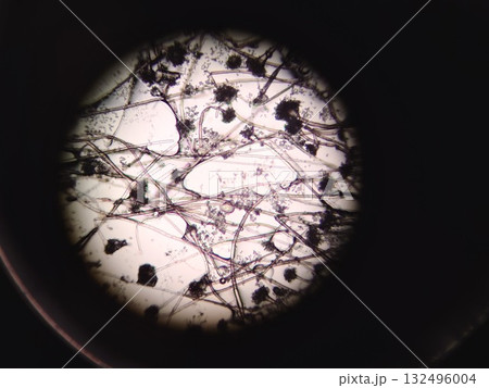 顕微鏡をのぞいて見えるカビの世界 132496004