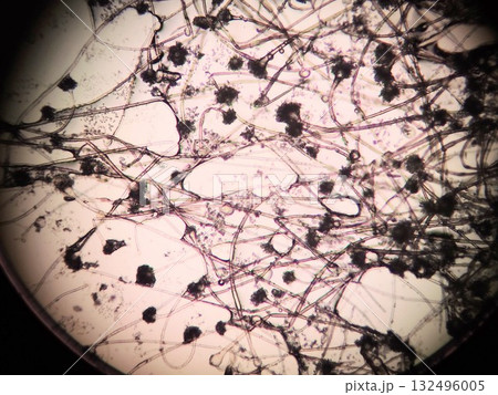 麴カビの顕微鏡観察 132496005