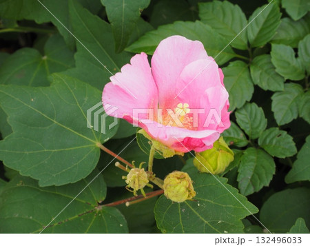 緑の葉に鮮やかに映える、夏の小田原城に咲く芙蓉の花 132496033