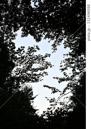 森の隙間から見えた空 132496098
