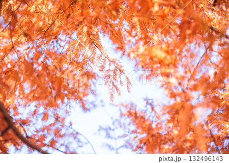 秋空を染めるメタセコイアの紅葉 秋空を染めるメタセコイアの紅葉 132496143