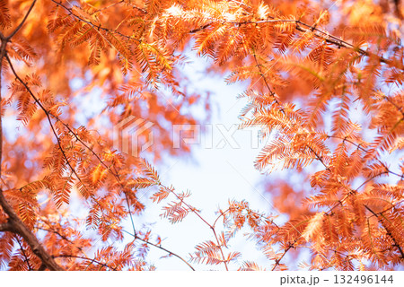 秋空を染めるメタセコイアの紅葉 秋空を染めるメタセコイアの紅葉 132496144