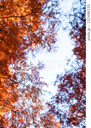 秋空を染めるメタセコイアの紅葉 秋空を染めるメタセコイアの紅葉 132496150