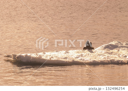 Seal on an iceberg, in a frozen landscape in Antarctica Seal on an iceberg, in a frozen landscape in Antarctica 132496254