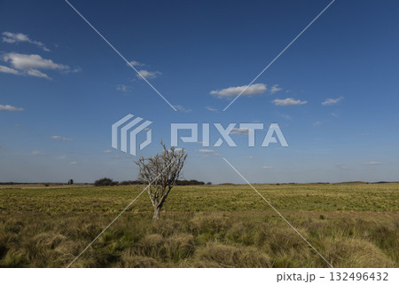 Pampas countryside landscape, La Pampa  Argentina 132496432