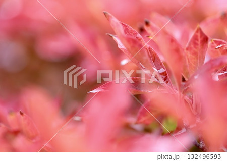 雨上がりの赤く紅葉したドウダンツツジ 132496593