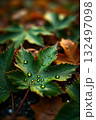 水滴のついた葉っぱ 132497098