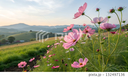Close up of pink cosmos flowers in a field with rolling green hills and mountains in the background at sunrise Close up of pink cosmos flowers in a field with rolling green hills and mountains in the background at sunrise 132497136