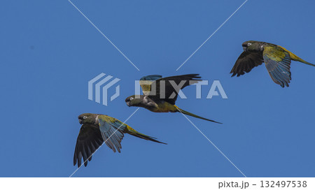 Burrowing Parrot in flight, La Pampa 132497538