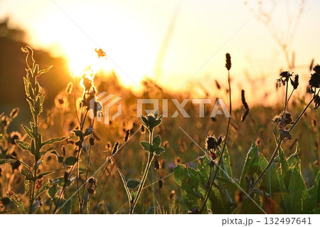 東八甲田家族旅行村キャンプ場の朝（青森県） 132497641