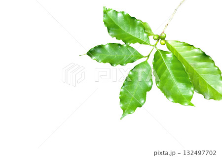 Cut out coffee plant leaves with clipping path 132497702