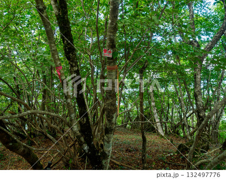王岳への登山道 132497776