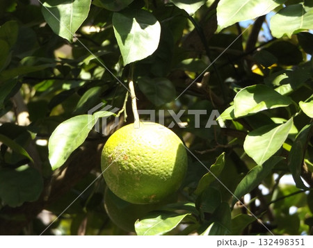 大分大きくなったカボスの実 132498351