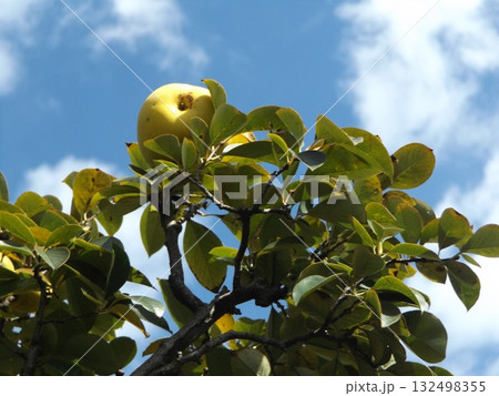収穫時期が来た家庭果樹園のカリン 収穫時期が来た家庭果樹園のカリン 132498355