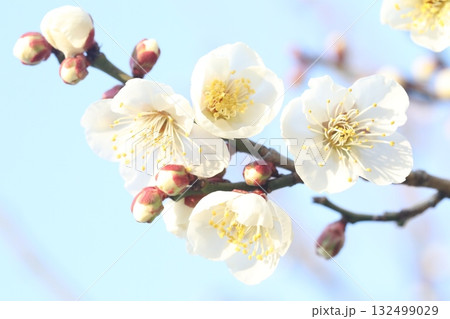 白い梅の花 白い梅の花 132499029