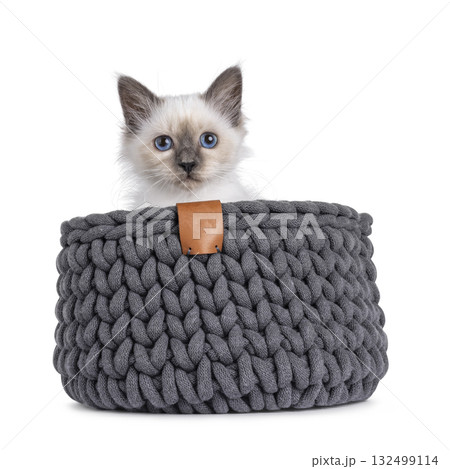 Sacred Birman cat kitten on white 132499114