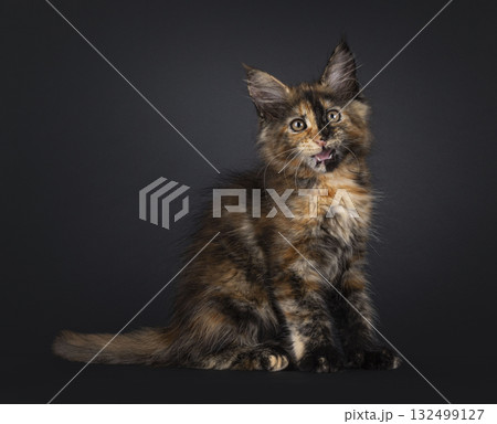 Tortie Maine Coon cat kitten on black 132499127