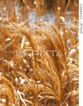 ヨシの穂　(common reed) 132499851