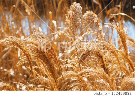 ヨシの穂　(common reed) 132499852