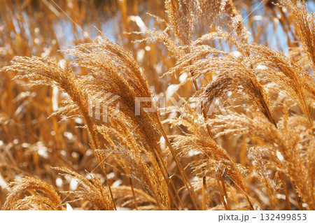 ヨシの穂 (common reed) ヨシの穂 (common reed) 132499853