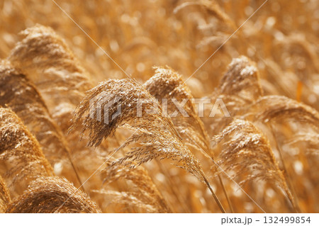ヨシの穂 (common reed) ヨシの穂 (common reed) 132499854