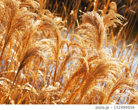 ヨシの穂　(common reed) 132499856