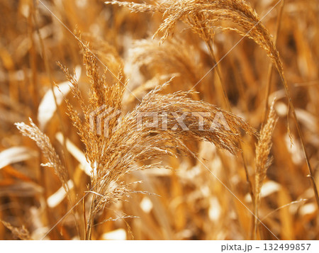 ヨシの穂 (common reed) ヨシの穂 (common reed) 132499857
