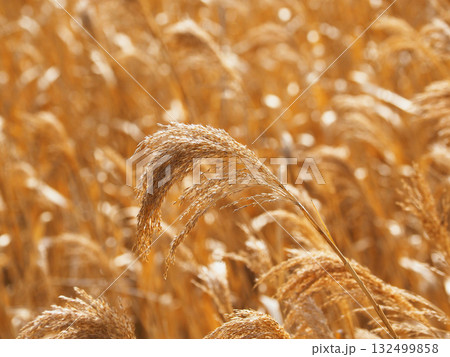 ヨシの穂 (common reed) ヨシの穂 (common reed) 132499858