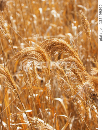 ヨシの穂　(common reed) 132499860