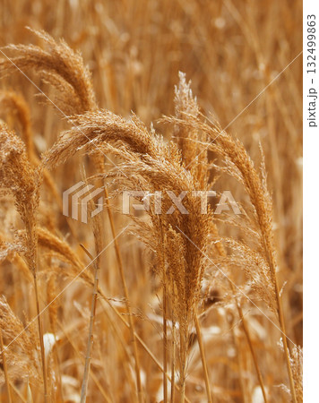 ヨシの穂　(common reed) 132499863
