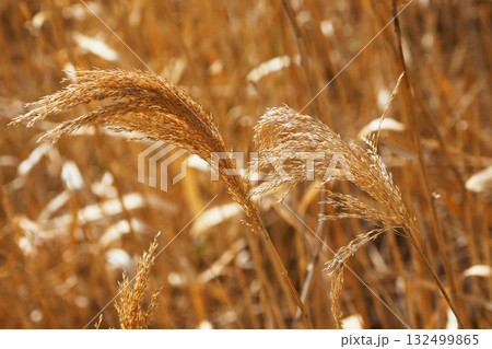 ヨシの穂　(common reed) 132499865