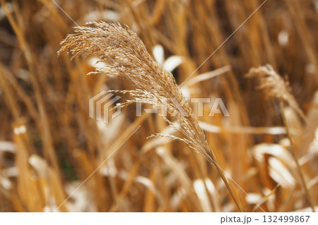ヨシの穂　(common reed) 132499867