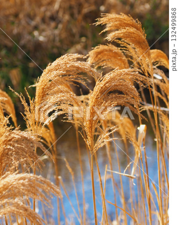 ヨシの穂 (common reed) ヨシの穂 (common reed) 132499868